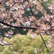 丸山公園　桜　雨